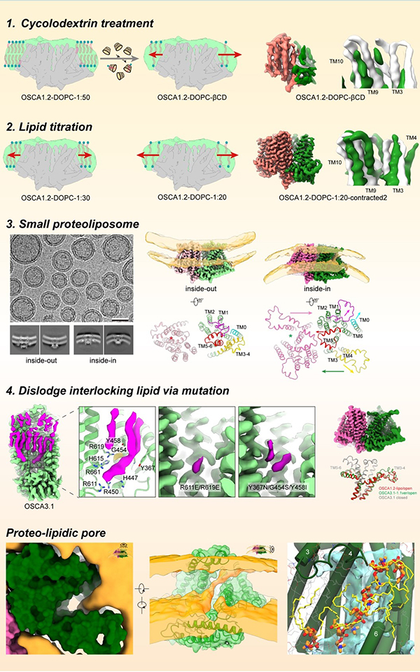 Scientist discover a novel ion channel pore configuration.jpg